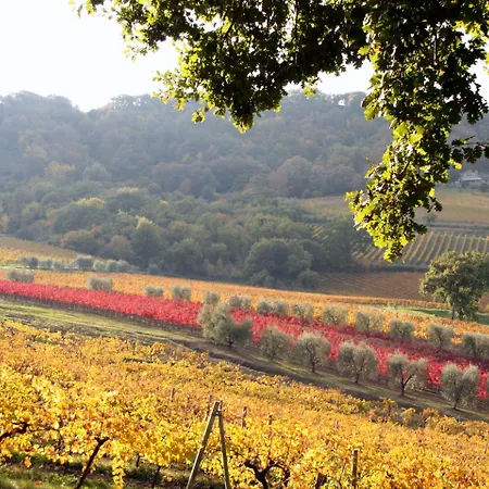 Altarocca Wine Adults Only Orvieto