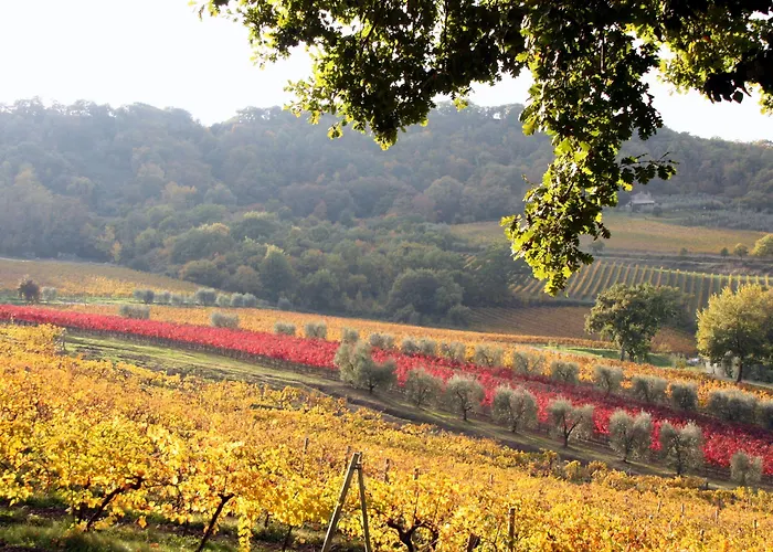 Altarocca Wine Adults Only Orvieto